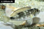 lamprologus meleagris lamprologus meleagris