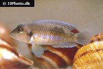 lamprologus ocellatus lamprologus ocellatus
