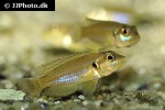 lamprologus ocellatus lamprologus ocellatus