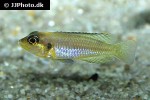lamprologus ocellatus lamprologus ocellatus