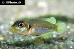 lamprologus ocellatus lamprologus ocellatus