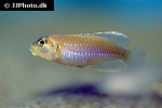 lamprologus ocellatus lamprologus ocellatus