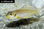 lamprologus ocellatus lamprologus ocellatus