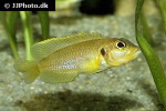 lamprologus ocellatus lamprologus ocellatus