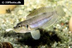 lamprologus ocellatus lamprologus ocellatus