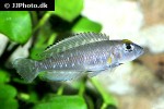 lamprologus ornatipinnis lamprologus ornatipinnis