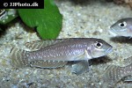 lamprologus ornatipinnis lamprologus ornatipinnis