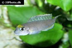 lamprologus ornatipinnis lamprologus ornatipinnis