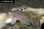 lamprologus ornatipinnis lamprologus ornatipinnis