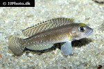 lamprologus ornatipinnis lamprologus ornatipinnis