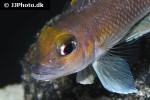 lamprologus species ornatipinnis lamprologus species ornatipinnis