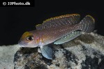 lamprologus species ornatipinnis lamprologus species ornatipinnis