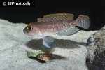 lamprologus species ornatipinnis lamprologus species ornatipinnis