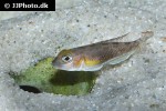 lamprologus species ornatipinnis lamprologus species ornatipinnis