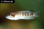 lamprologus speciosus lamprologus speciosus