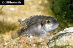lamprologus speciosus lamprologus speciosus