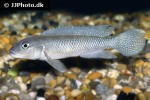 lamprologus werneri lamprologus werneri