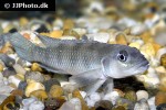 lamprologus werneri lamprologus werneri