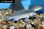 lamprologus werneri lamprologus werneri