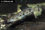 lepidiolamprologus attenuatus lepidiolamprologus attenuatus
