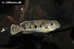 lepidiolamprologus attenuatus lepidiolamprologus attenuatus