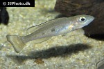 lepidiolamprologus attenuatus lepidiolamprologus attenuatus