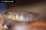 lepidiolamprologus boulengeri lepidiolamprologus boulengeri