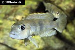 lepidiolamprologus boulengeri lepidiolamprologus boulengeri