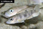 lepidiolamprologus boulengeri lepidiolamprologus boulengeri