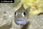 lepidiolamprologus boulengeri lepidiolamprologus boulengeri