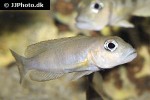 lepidiolamprologus boulengeri lepidiolamprologus boulengeri