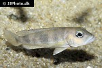lepidiolamprologus boulengeri lepidiolamprologus boulengeri