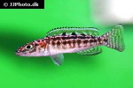 lepidiolamprologus kendalli lepidiolamprologus kendalli