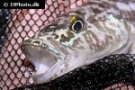 lepidiolamprologus kendalli lepidiolamprologus kendalli
