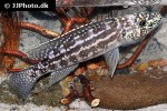 lepidiolamprologus kendalli lepidiolamprologus kendalli