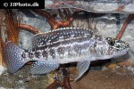 lepidiolamprologus kendalli lepidiolamprologus kendalli