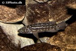 lepidiolamprologus kendalli lepidiolamprologus kendalli