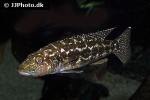 lepidiolamprologus kendalli lepidiolamprologus kendalli