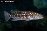 lepidiolamprologus kendalli lepidiolamprologus kendalli