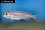 lestradea stappersii lestradea stappersii
