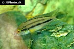 neolamprologus bifasciatus neolamprologus bifasciatus