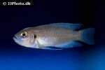 neolamprologus brevis neolamprologus brevis