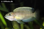 neolamprologus brevis neolamprologus brevis