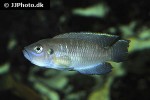 neolamprologus brevis neolamprologus brevis