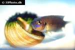 neolamprologus brevis neolamprologus brevis