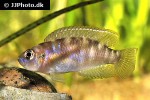 neolamprologus brevis neolamprologus brevis