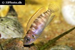 neolamprologus brevis neolamprologus brevis
