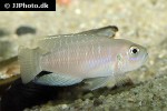 neolamprologus brevis neolamprologus brevis