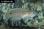 neolamprologus brevis neolamprologus brevis