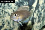 neolamprologus brevis neolamprologus brevis